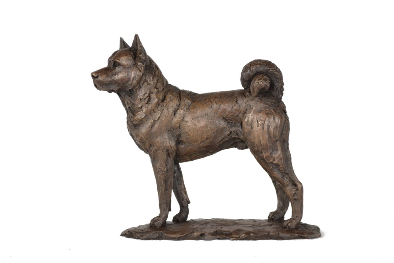 Bronze Standing Akita sculpture by sculptor Tanya Russell, MRBS