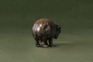 Baby Hippo Back