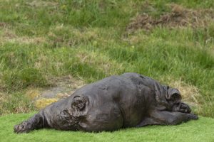 English Bulldog Garden Statue