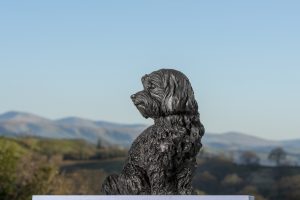 bronze maltese terrier