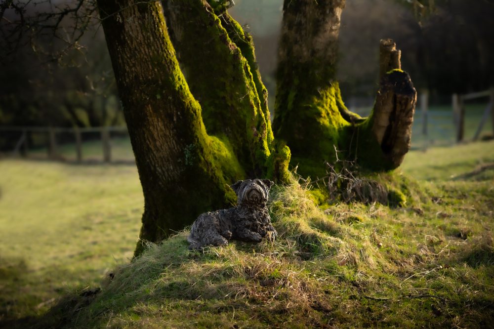 3 'Lying Yorkshire Terrier', Bronze Dog, Dog Sculpture, Dog Statue, Bronze Resin, Tanya Russell Animal Sculptures-6