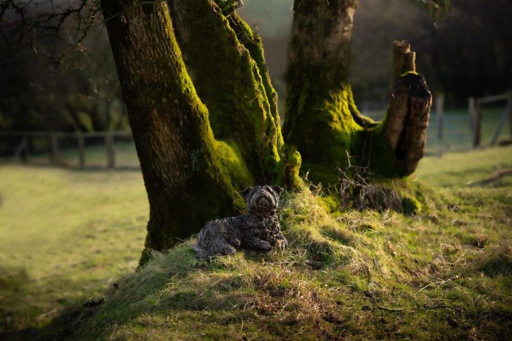 3 'Lying Yorkshire Terrier', Bronze Dog, Dog Sculpture, Dog Statue, Bronze Resin, Tanya Russell Animal Sculptures-6