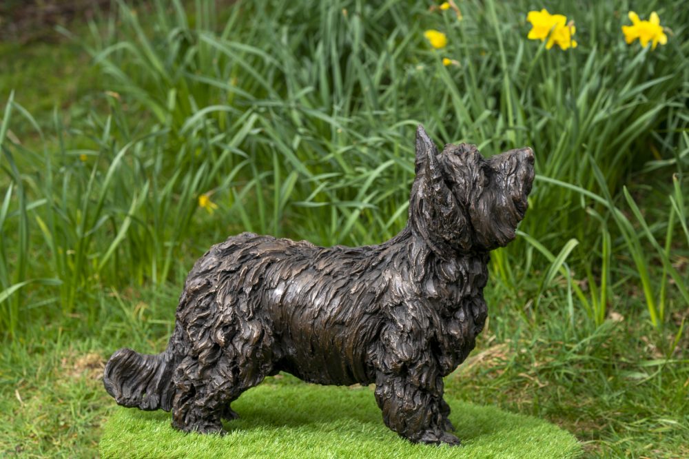 Side Yorkshire Terrier