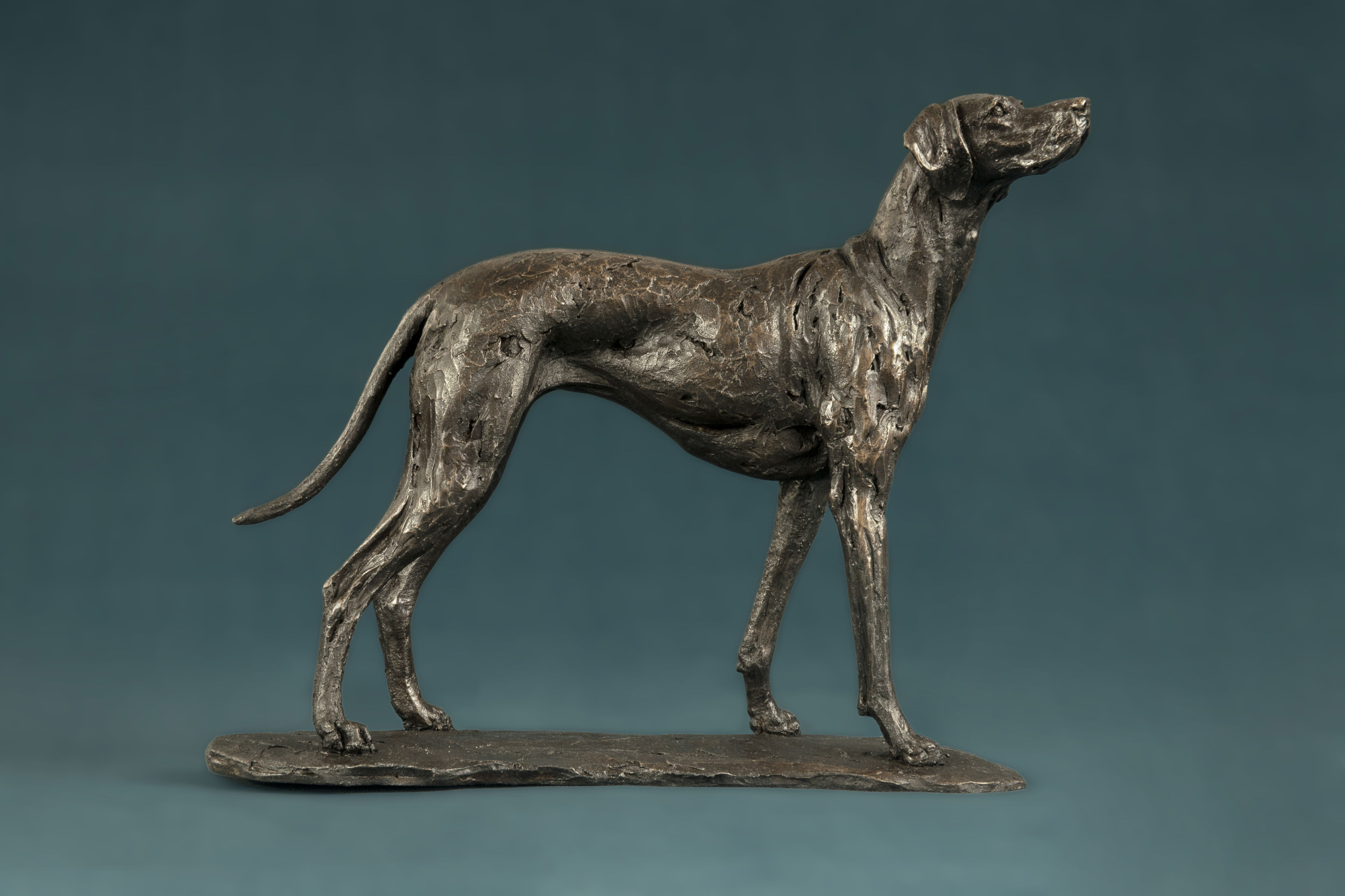 Vizsla greyhound best sale