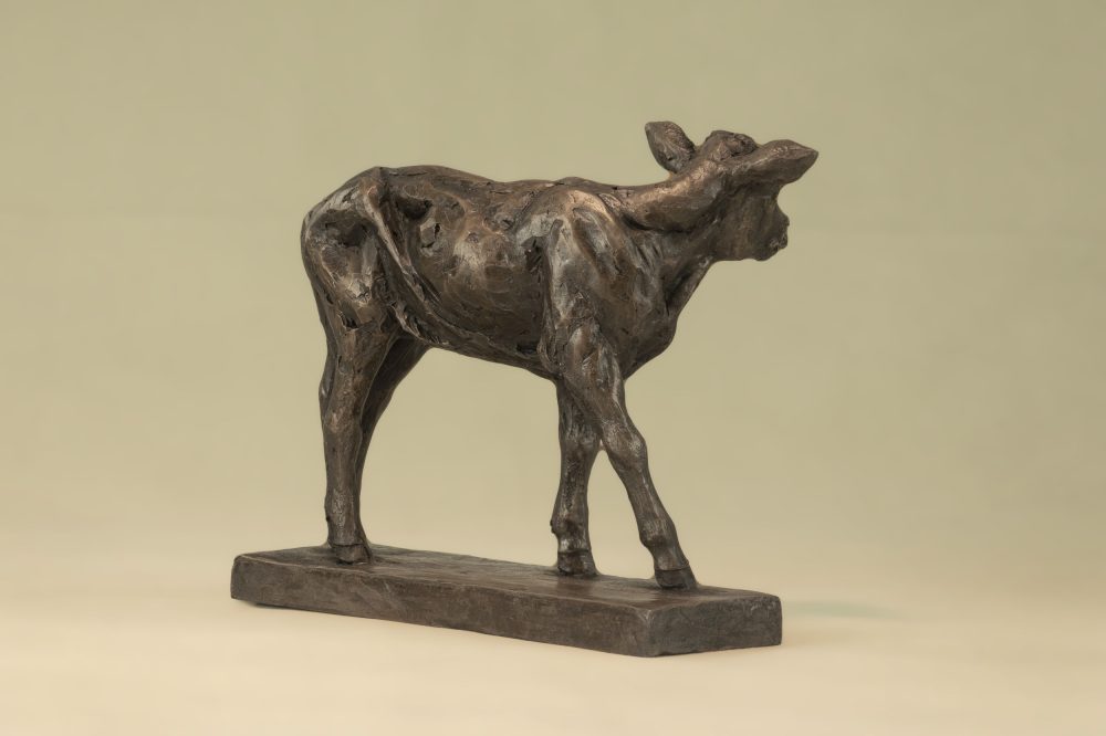 Shorthorn Calf Bronze Sculpture