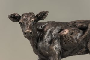 Shorthorn Calf Close up