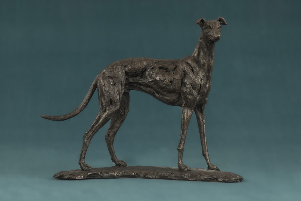 Small Greyhound Dog