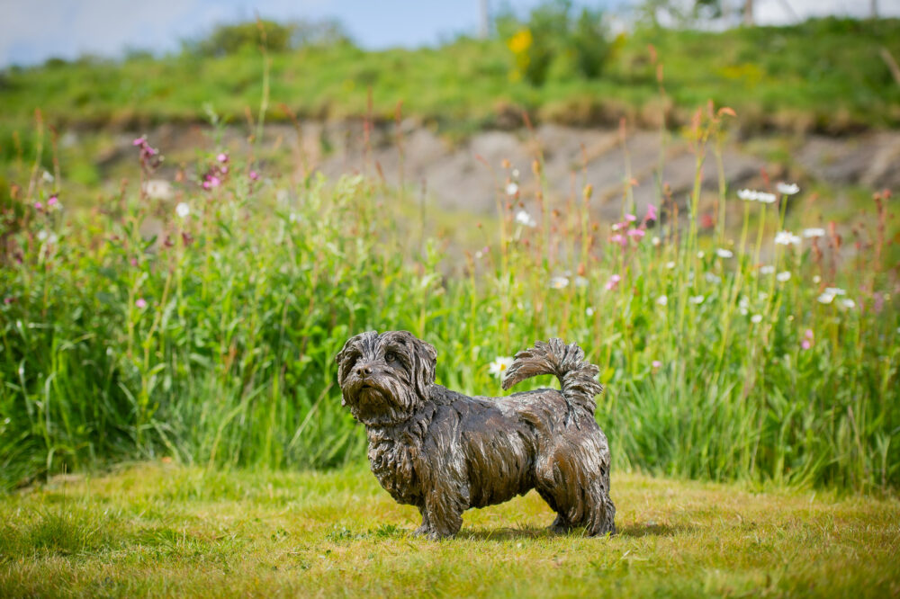 13 'Standing Norfolk Terrier', Dog Sculpture, Dog Statue, Bronze Resin, Tanya Russell Animal Sculptures (2 of 21)