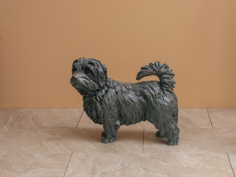 bronze norfolk terrier standing