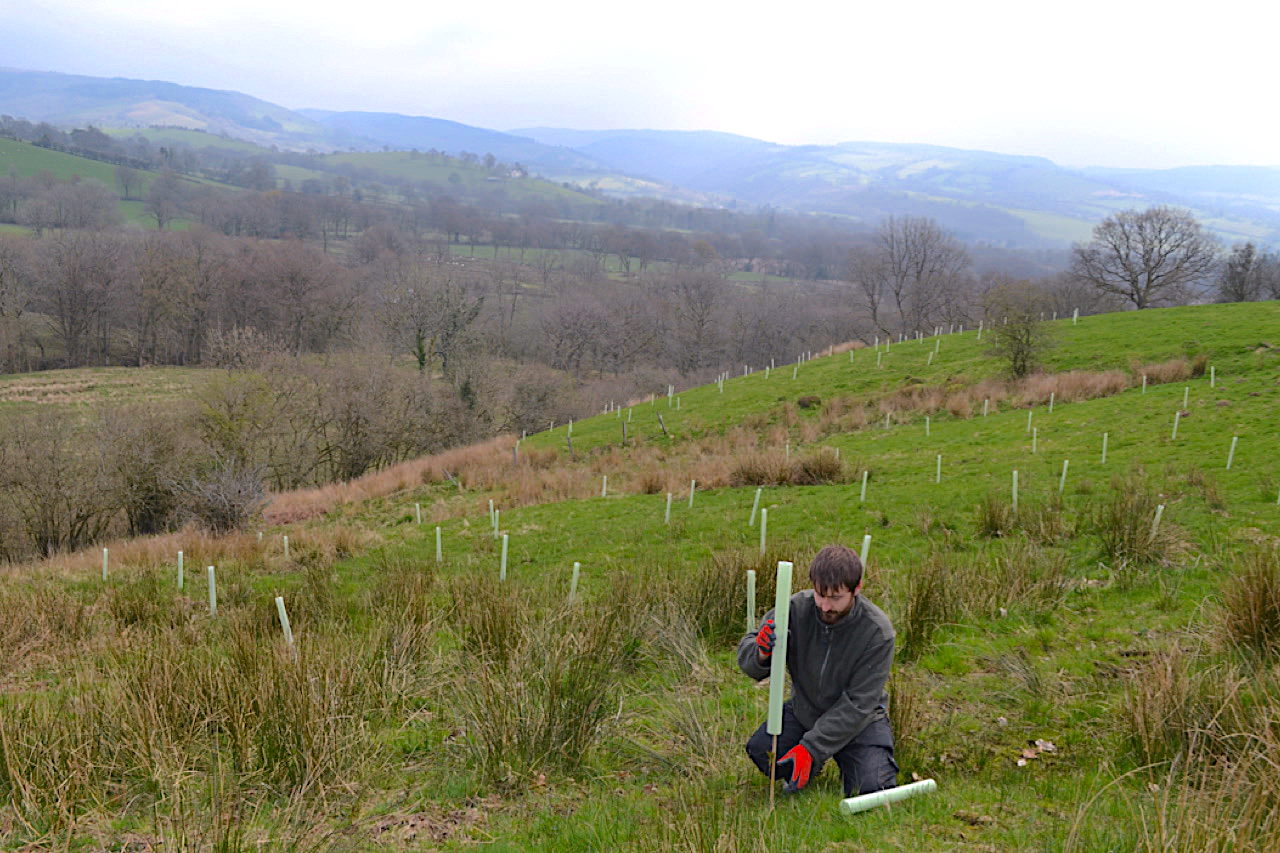 tree planting 3 to offset carbon Tanya Russell sculptures Moelfre Farm