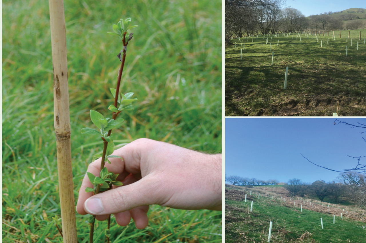 tree planting