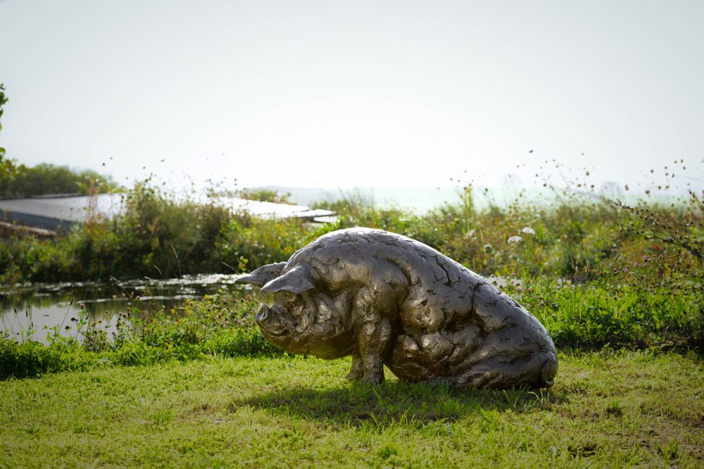 a8 'Sitting Pig', Pig Sculpture, Bronze Pig, Bronze Resin, Tanya Russell Animal Sculptures-10