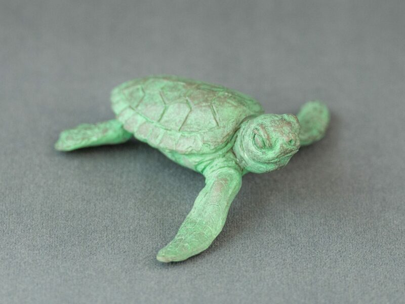 BABY TURTLE, RAISING ITS HEAD