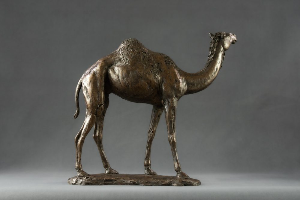 'Camel' Bronze Camel, Camel Sculpture, Camel Statue, Bronze Resin, Tanya Russell Sculptures-5