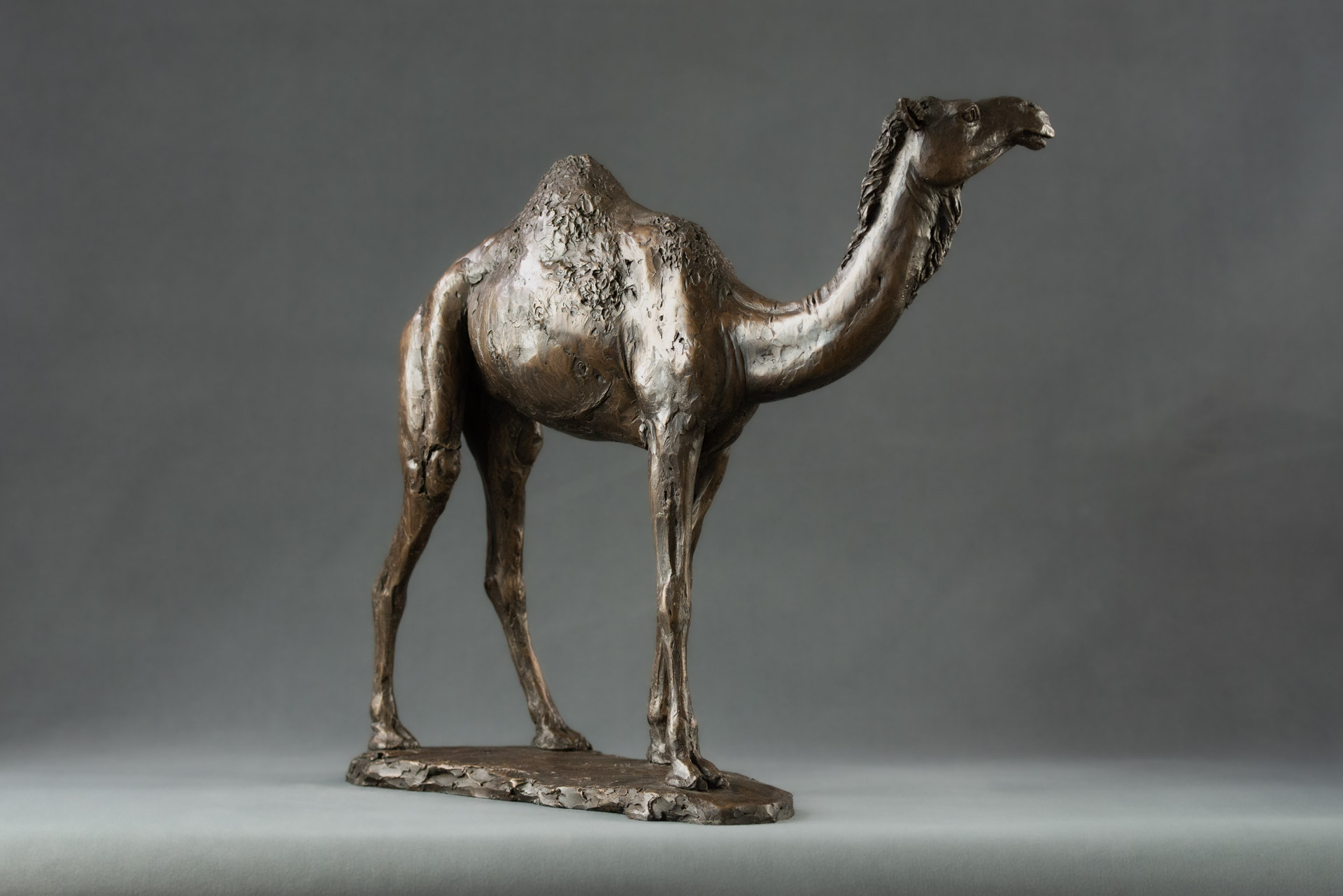 Bronze Camel Sculpture Bronze Camel Statue