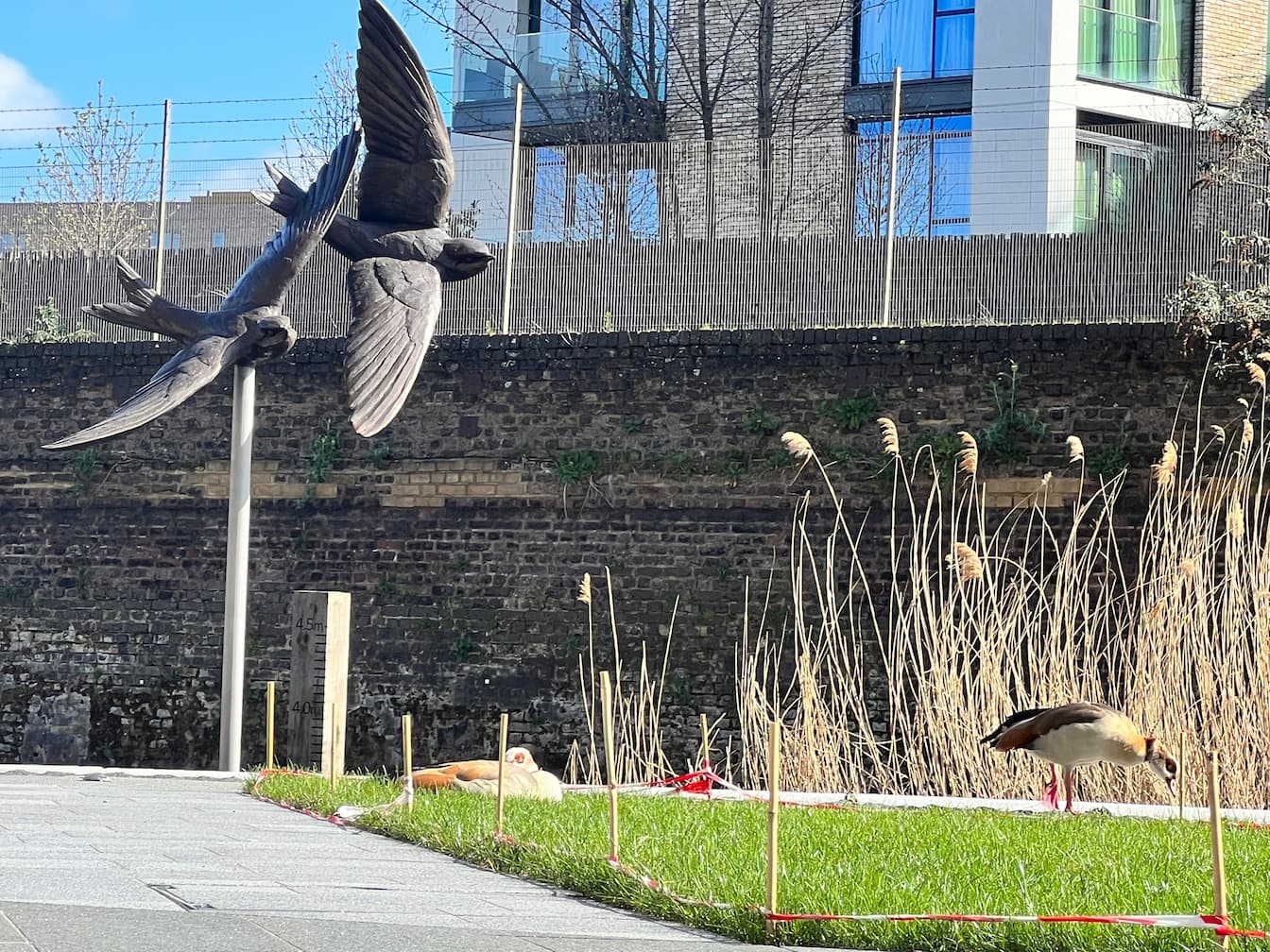 swooping house martins 