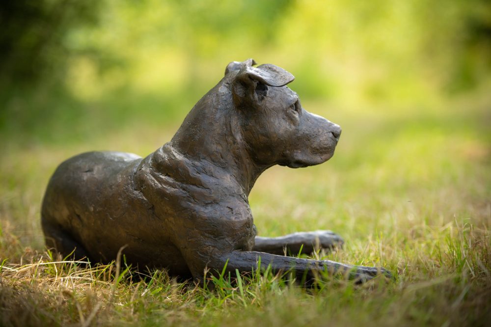 3 ''Lying Stafford Bull Terrier-, Bronze Dog, Dog Sculpture, Dog Statue, Bronze Resin, Tanya Russell Animal Sculptures (21 of 23)