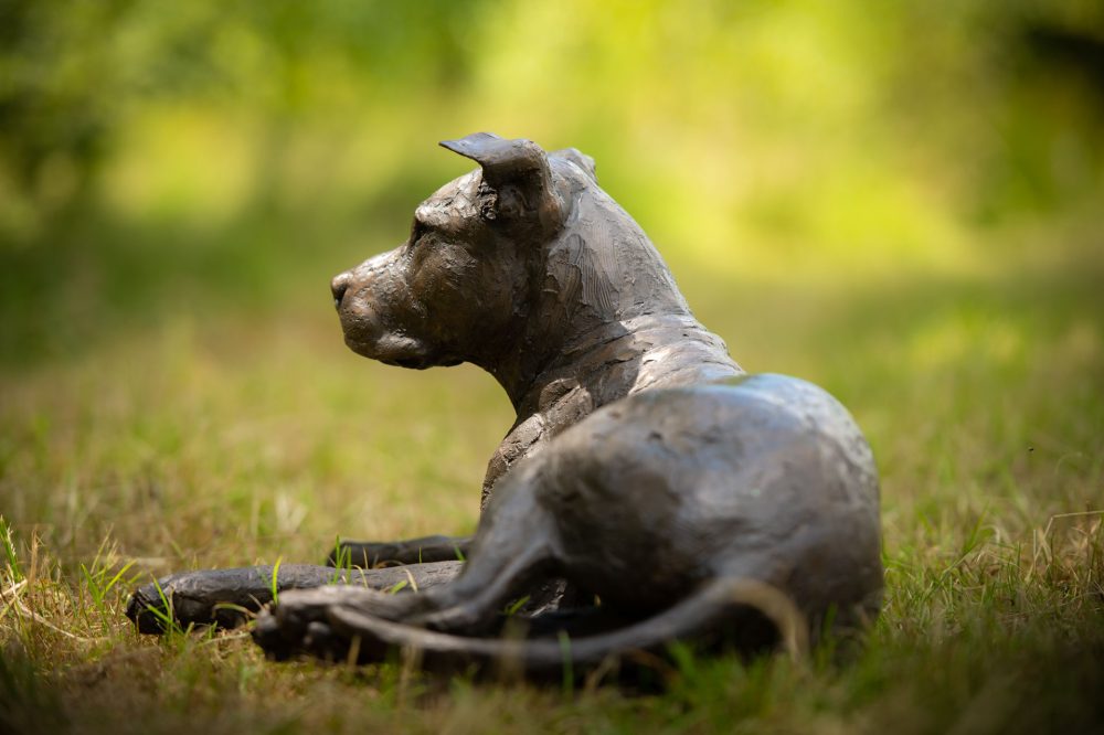 6 ''Lying Stafford Bull Terrier-, Bronze Dog, Dog Sculpture, Dog Statue, Bronze Resin, Tanya Russell Animal Sculptures (19 of 23)