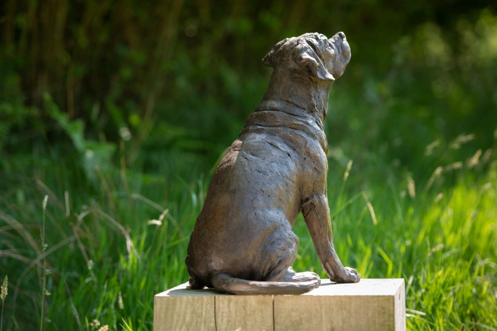 8 'Sitting Puggle' BR, Bronze Dog, Dog Sculpture, Dog Statue, Bronze Resin, Tanya Russell Animal Sculptures (21 of 22)