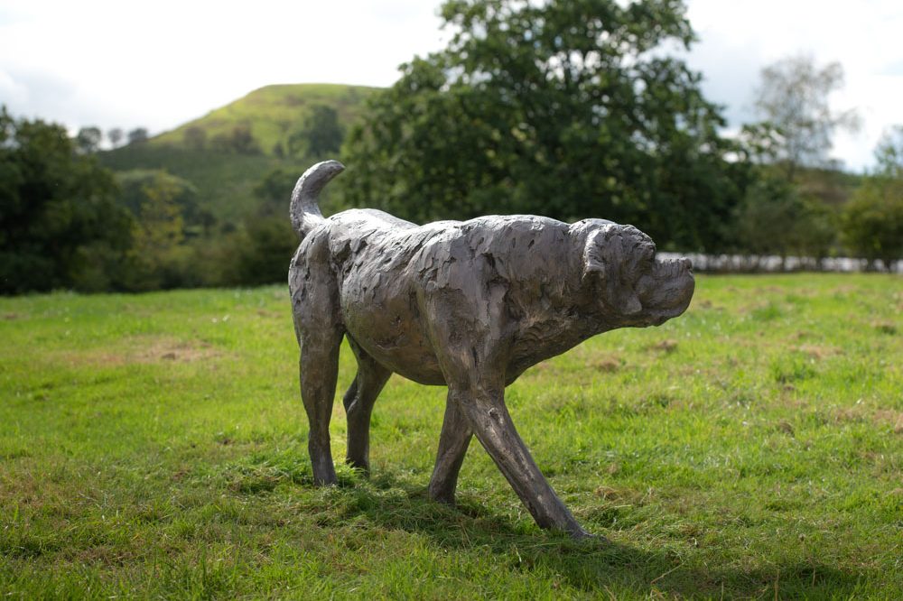 6 'Walking St Bernard', Bronze Dog, Dog Sculpture, Dog Statue, Bronze Resin Tanya Russell Animal Sculptures-9