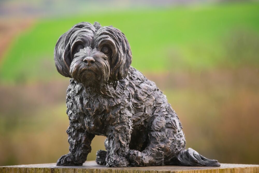 1 'Sitting Maltese Terrier 2', Bronze Dog, Dog Sculpture, Dog Statue, Bronze Resin, Tanya Russell Sculptures-1