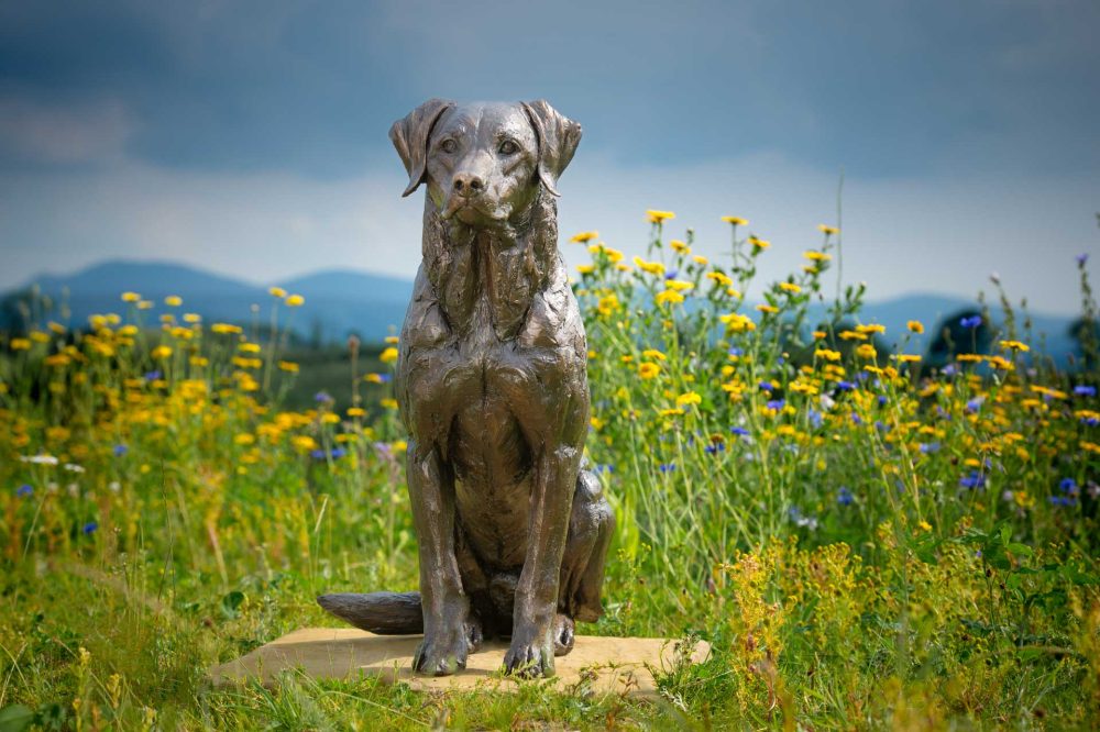 1 'Sporting Labrador', Bronze Dog, Dog Sculpture, Dog Statue, Bronze Resin, Tanya Russell Sculptures-1