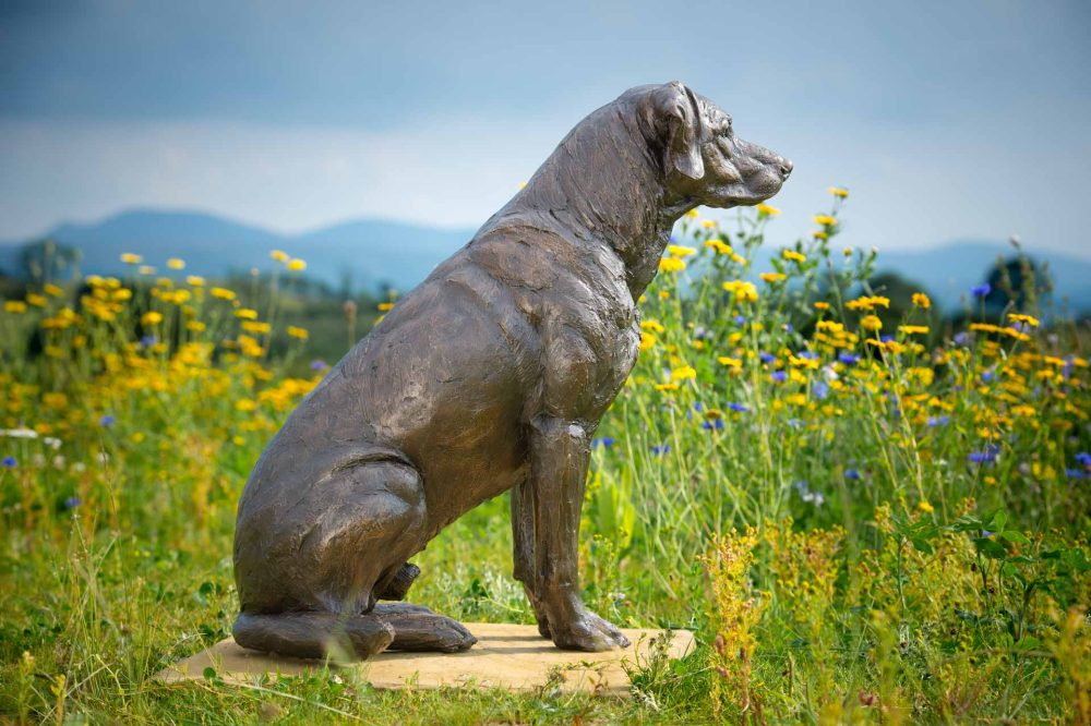 6 'Sporting Labrador', Bronze Dog, Dog Sculpture, Dog Statue, Bronze Resin, Tanya Russell Sculptures-6