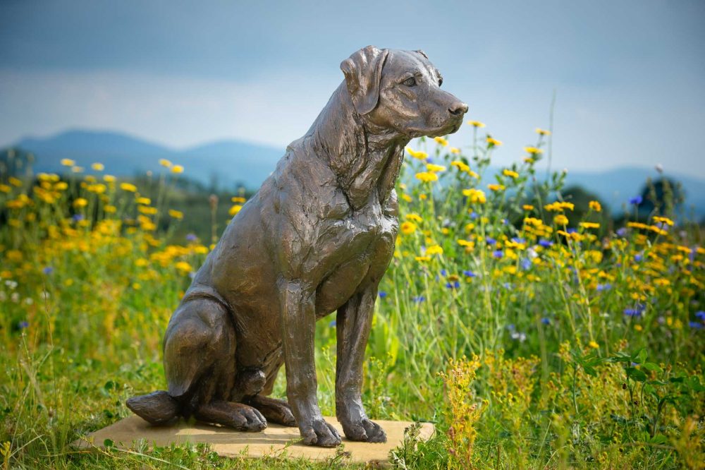 7 'Sporting Labrador', Bronze Dog, Dog Sculpture, Dog Statue, Bronze Resin, Tanya Russell Sculptures-7