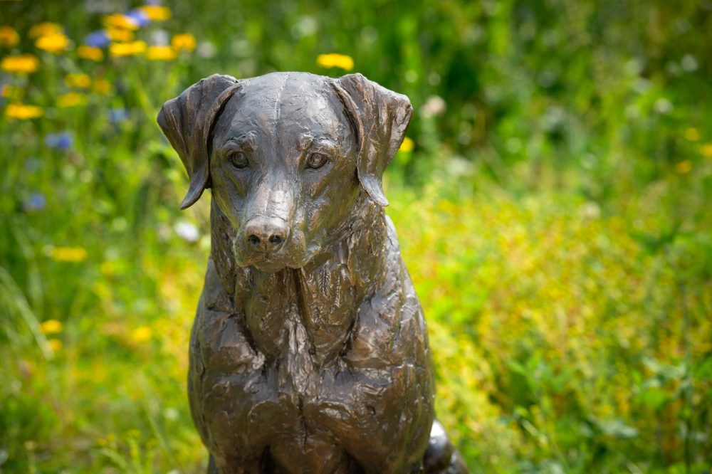 8 'Sporting Labrador', Bronze Dog, Dog Sculpture, Dog Statue, Bronze Resin, Tanya Russell Sculptures-8