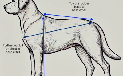 How to measure your dog in a standing pose, for a bespoke custom pet statue