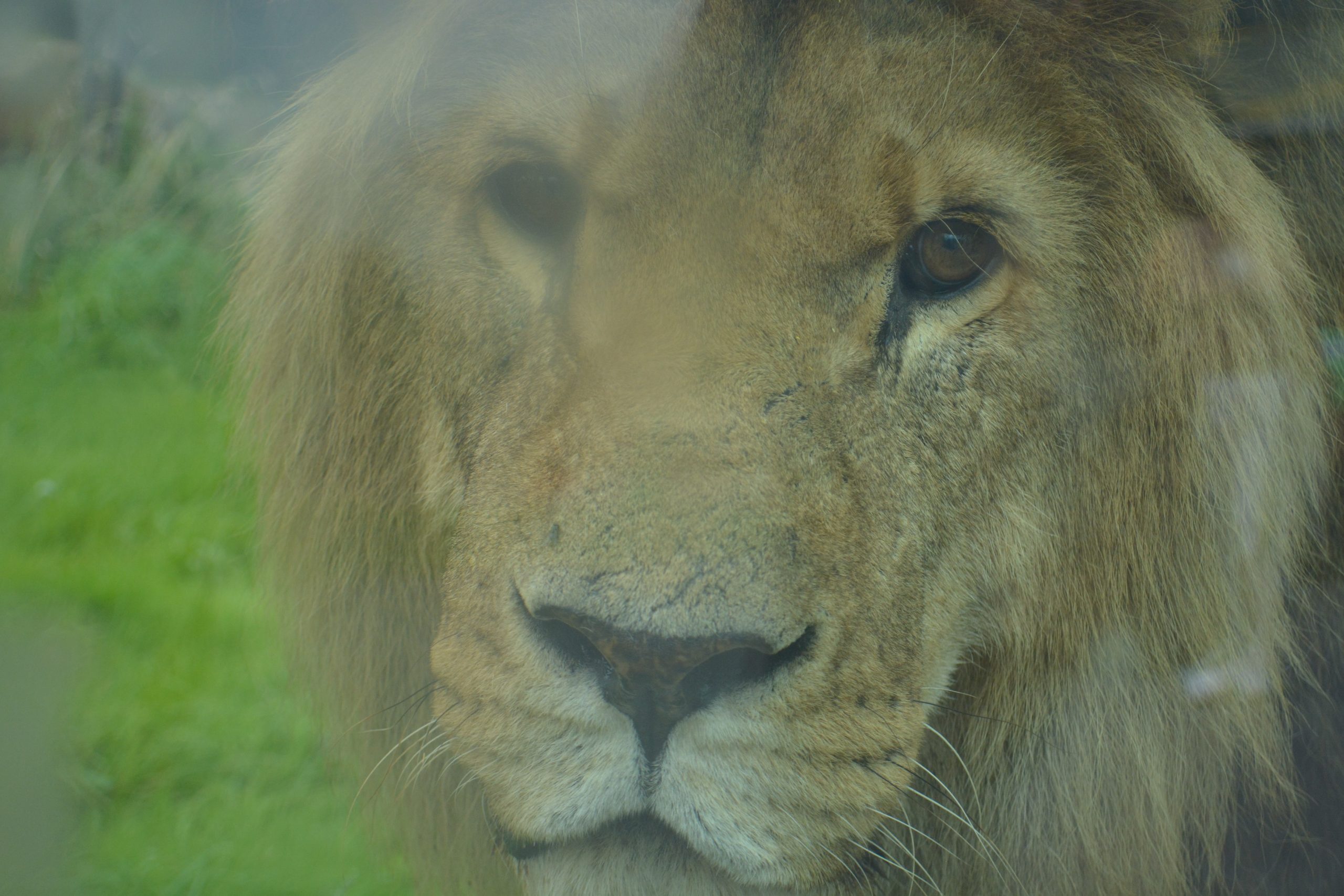 Hugo the Lion at Folly Farm
