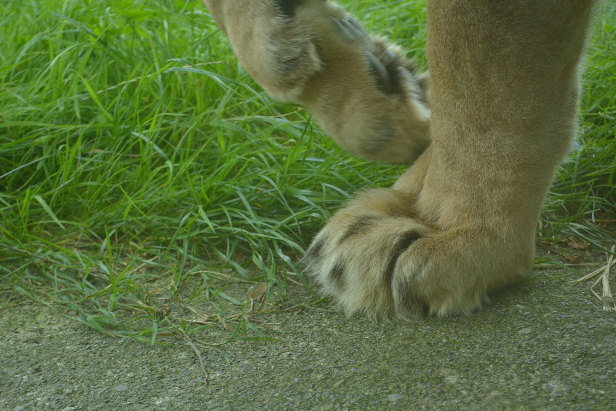 Selected Lion - 57 of 108