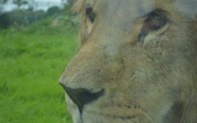 Drawing inspiration from life – Folly Farm’s Hugo the Lion