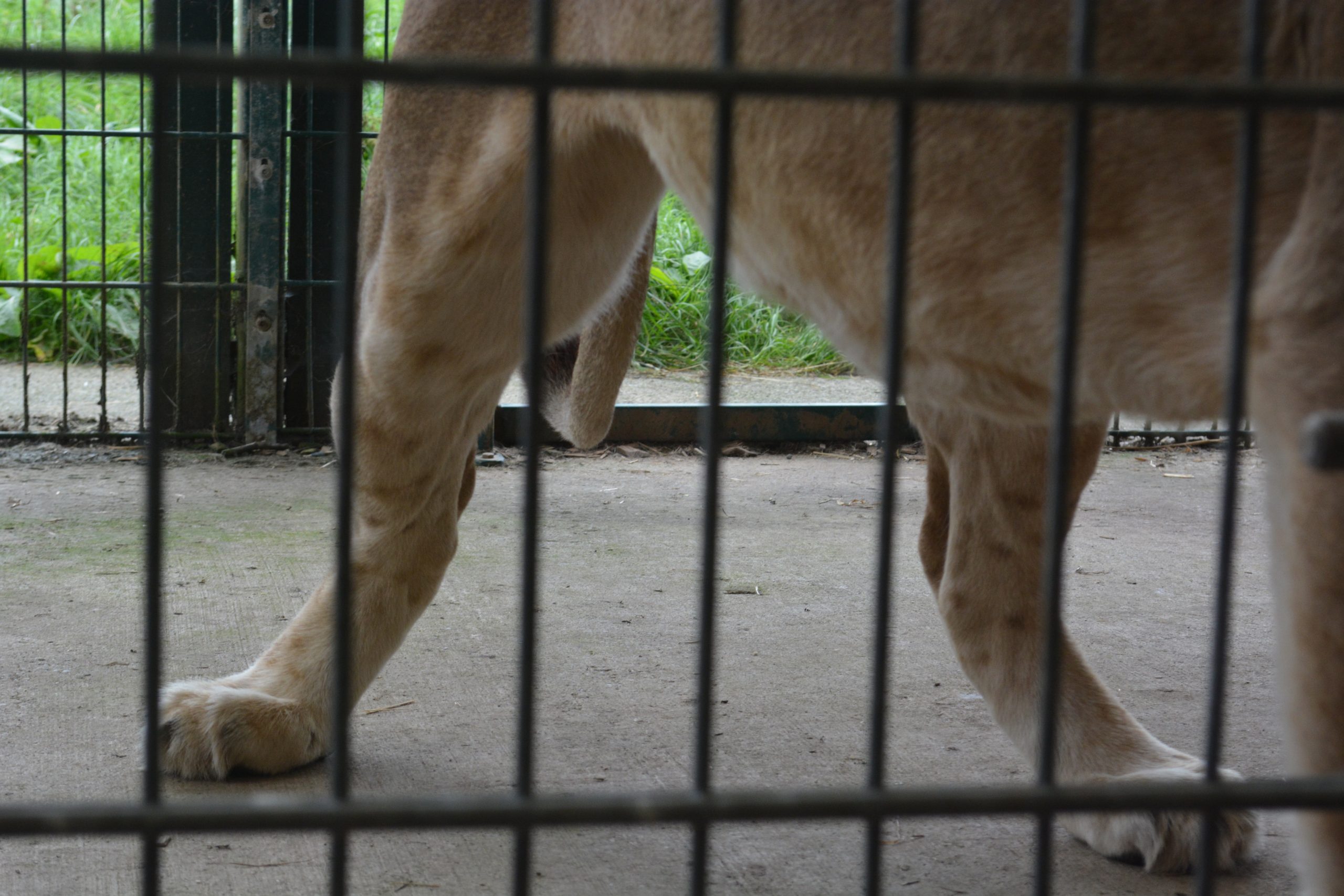 Selected Lion - 98 of 108