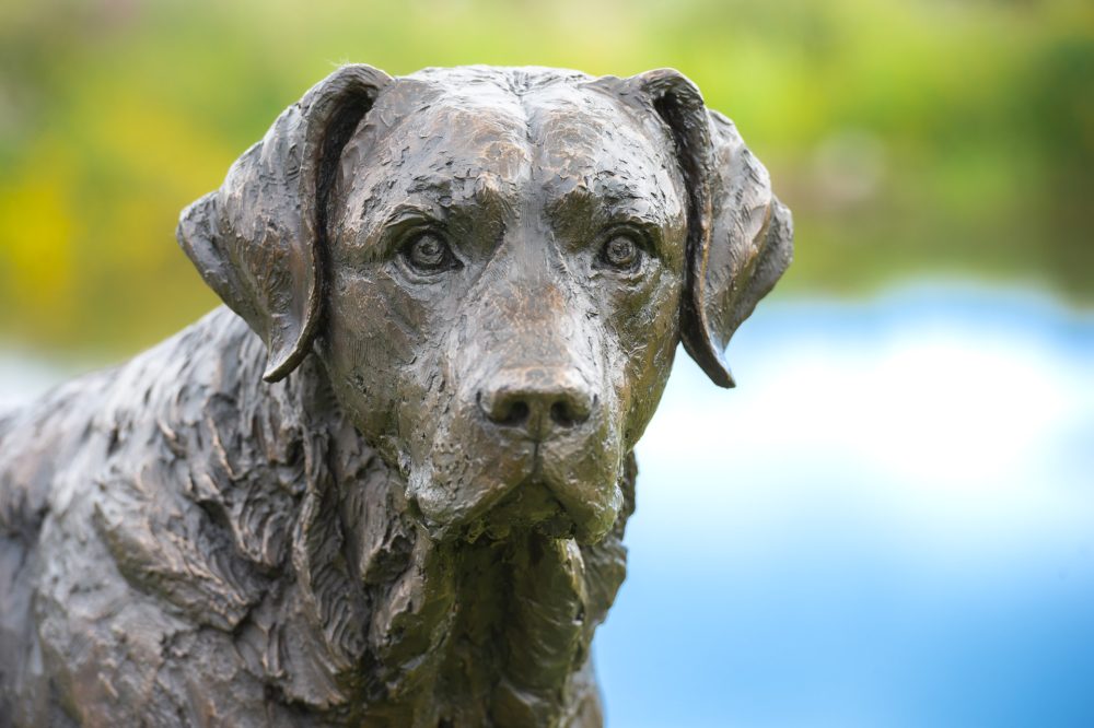 11 'Labrador Buck', Dog Sculpture, Bronze Cat, Bronze Resin, Tanya Russell Animal Sculptures-16