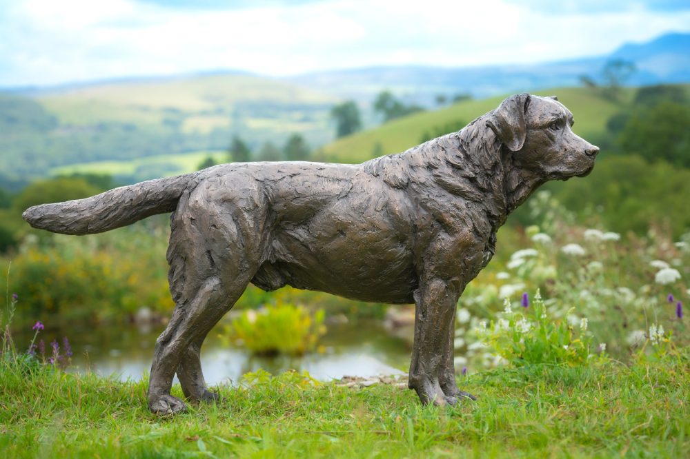 2 'Labrador Buck', Dog Sculpture, Bronze Cat, Bronze Resin, Tanya Russell Animal Sculptures-1