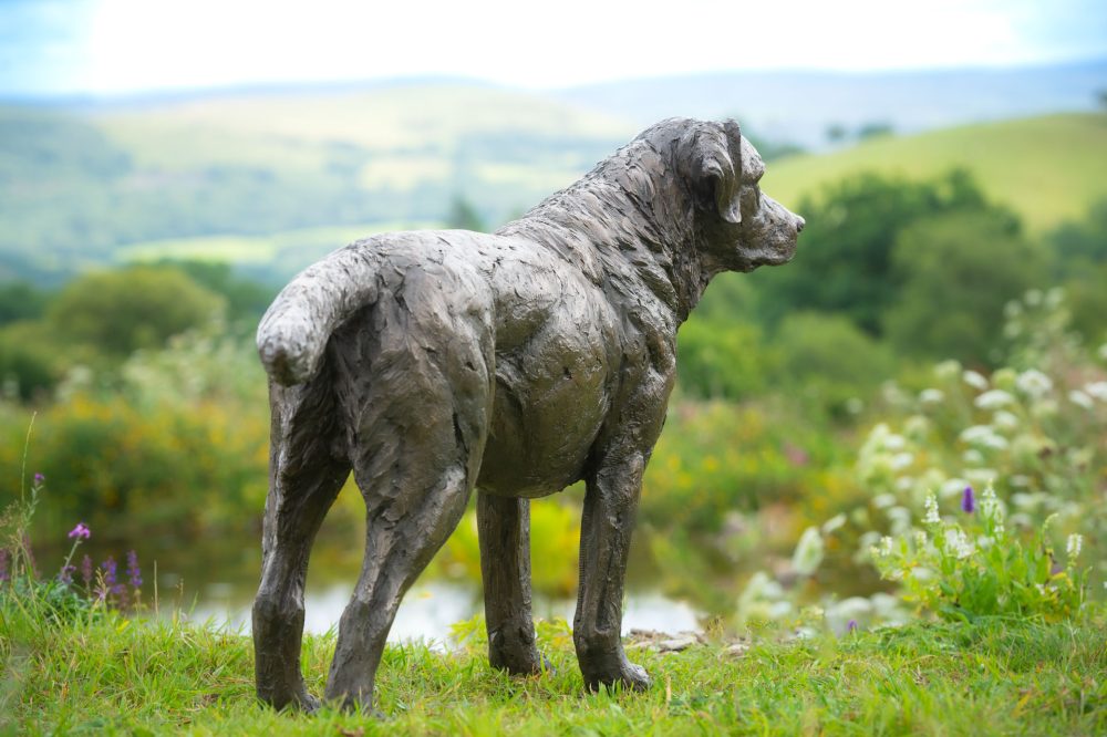 8 'Labrador Buck', Dog Sculpture, Bronze Cat, Bronze Resin, Tanya Russell Animal Sculptures-10