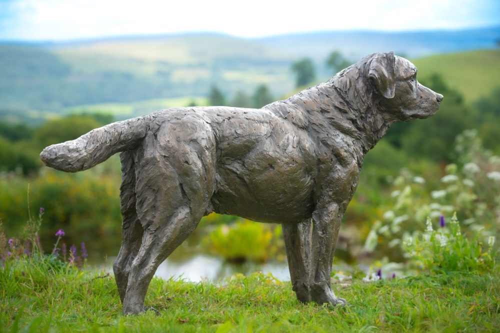 9 'Labrador Buck', Dog Sculpture, Bronze Cat, Bronze Resin, Tanya Russell Animal Sculptures-11