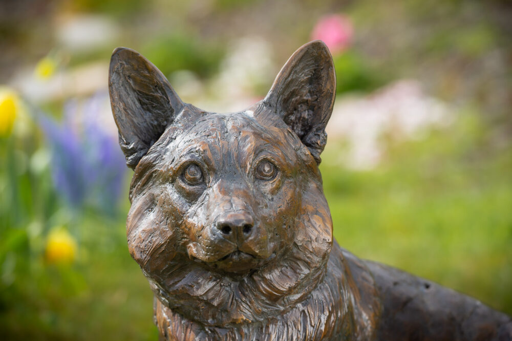 4 'Sitting Corgi', Dog Sculpture, Bronze Dog, Foundry Bronze Metal, Tanya Russell Animal Sculptures (13 of 14)