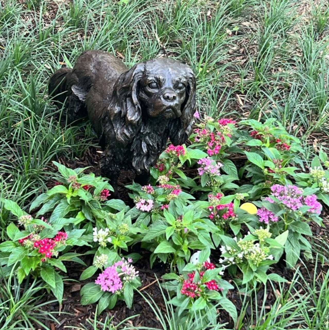 Tibetan Terrier Garden Outdoor